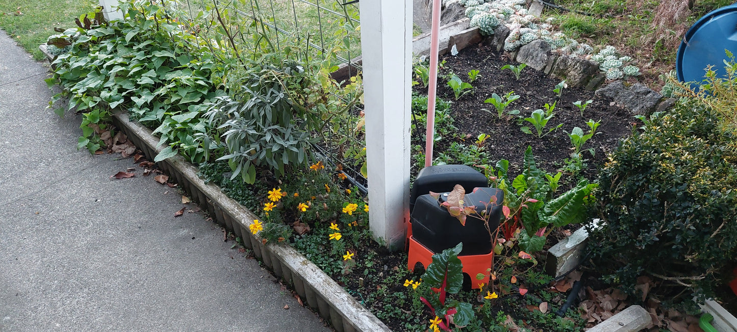 A vegetable garden growing various fresh edible veges with a H2Ortigator pod