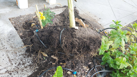 The Gentle Revolution: Why Continuous Irrigation is a Game-Changer for Your Garden
