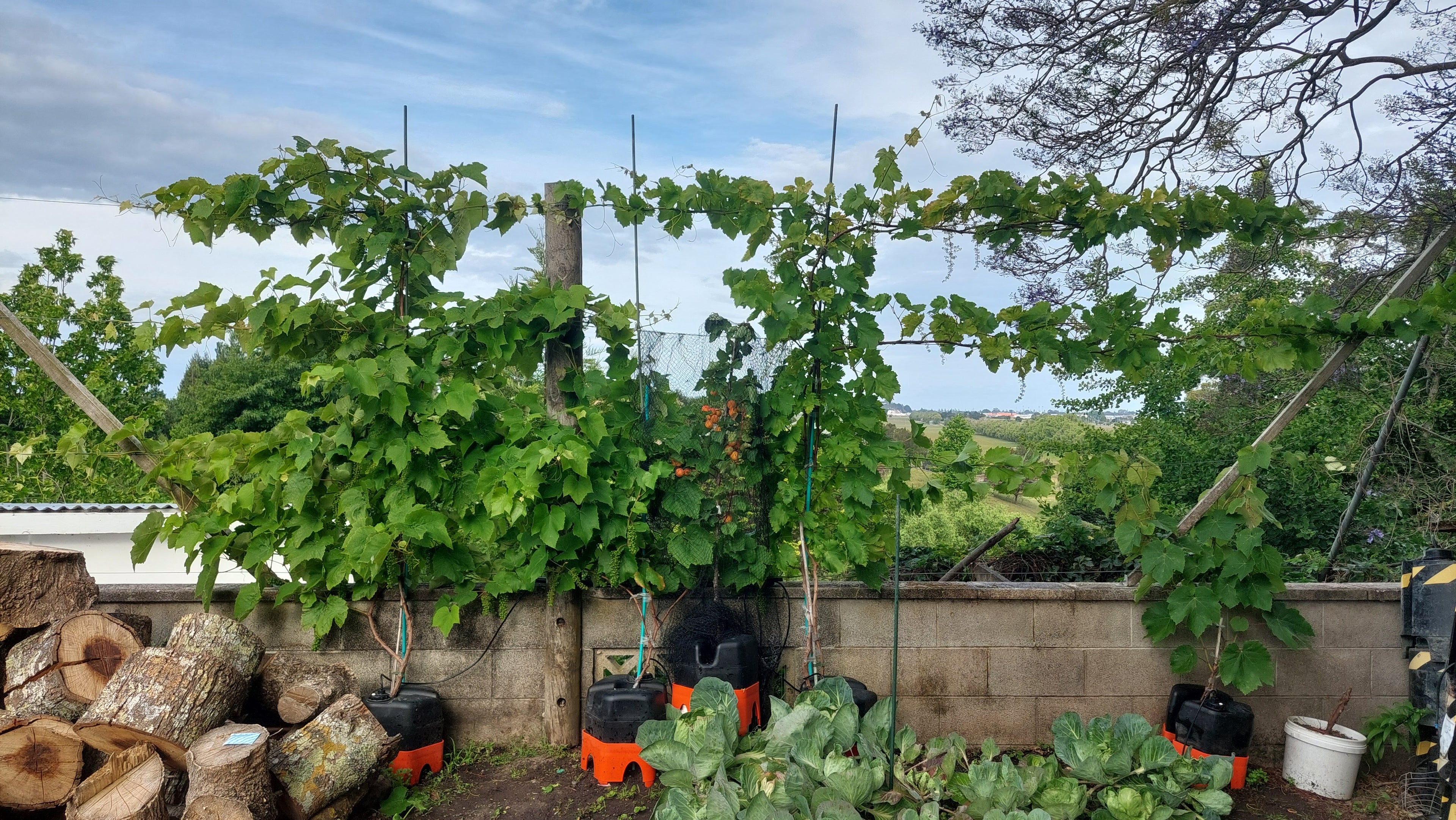 Grapevines trellised on a growing frame, wooden logs, and pots against a blue sky.