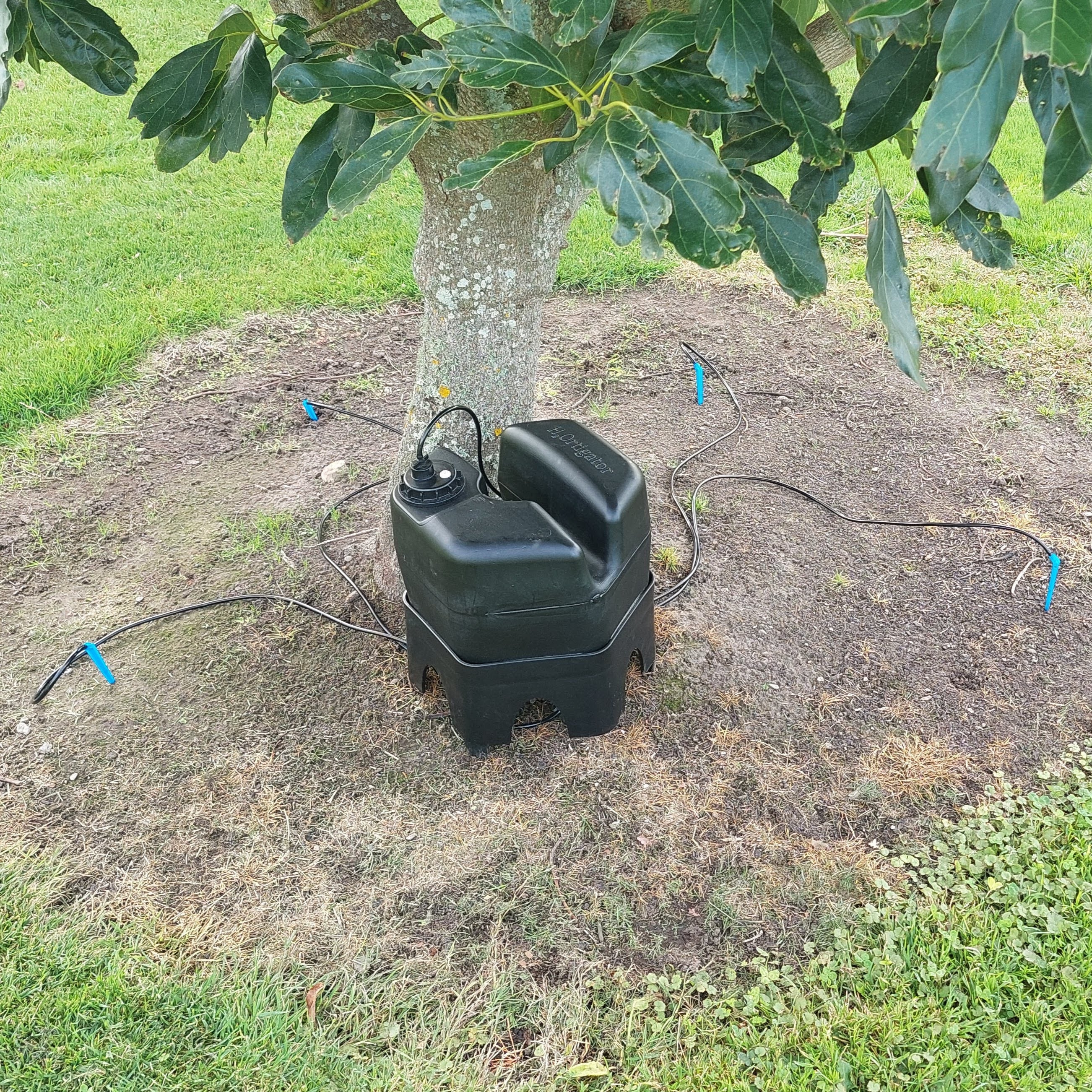 a mature avocado tree looking at the base of the tree with a h2ortigator unit irrigating the tree