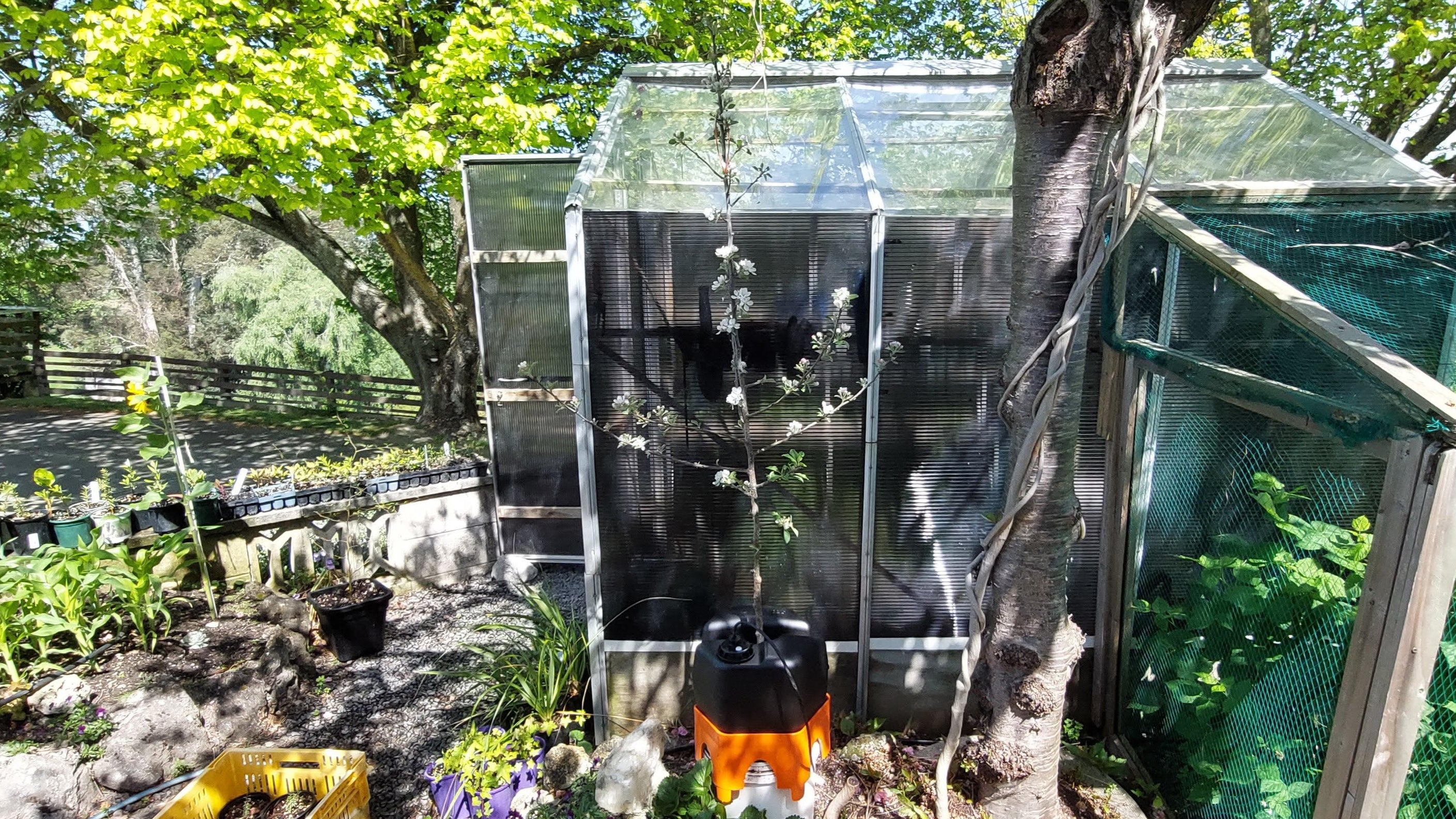 Garden scene with a greenhouse, plants, and a tree. A H2Ortigator unit is caring for a young apple tree