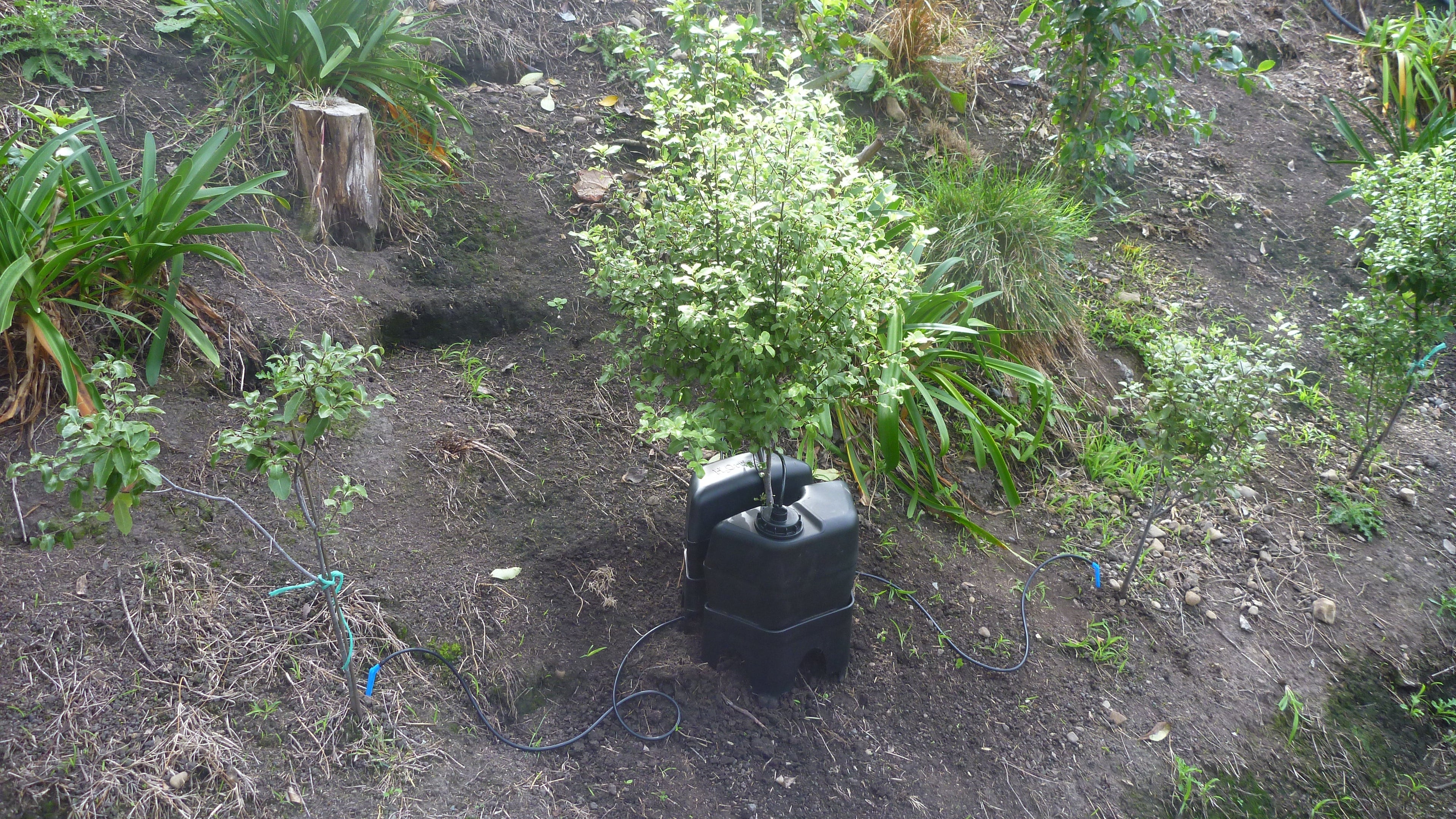 A H2Ortigator unit around a native pittosporum tree and feeding 4 other trees