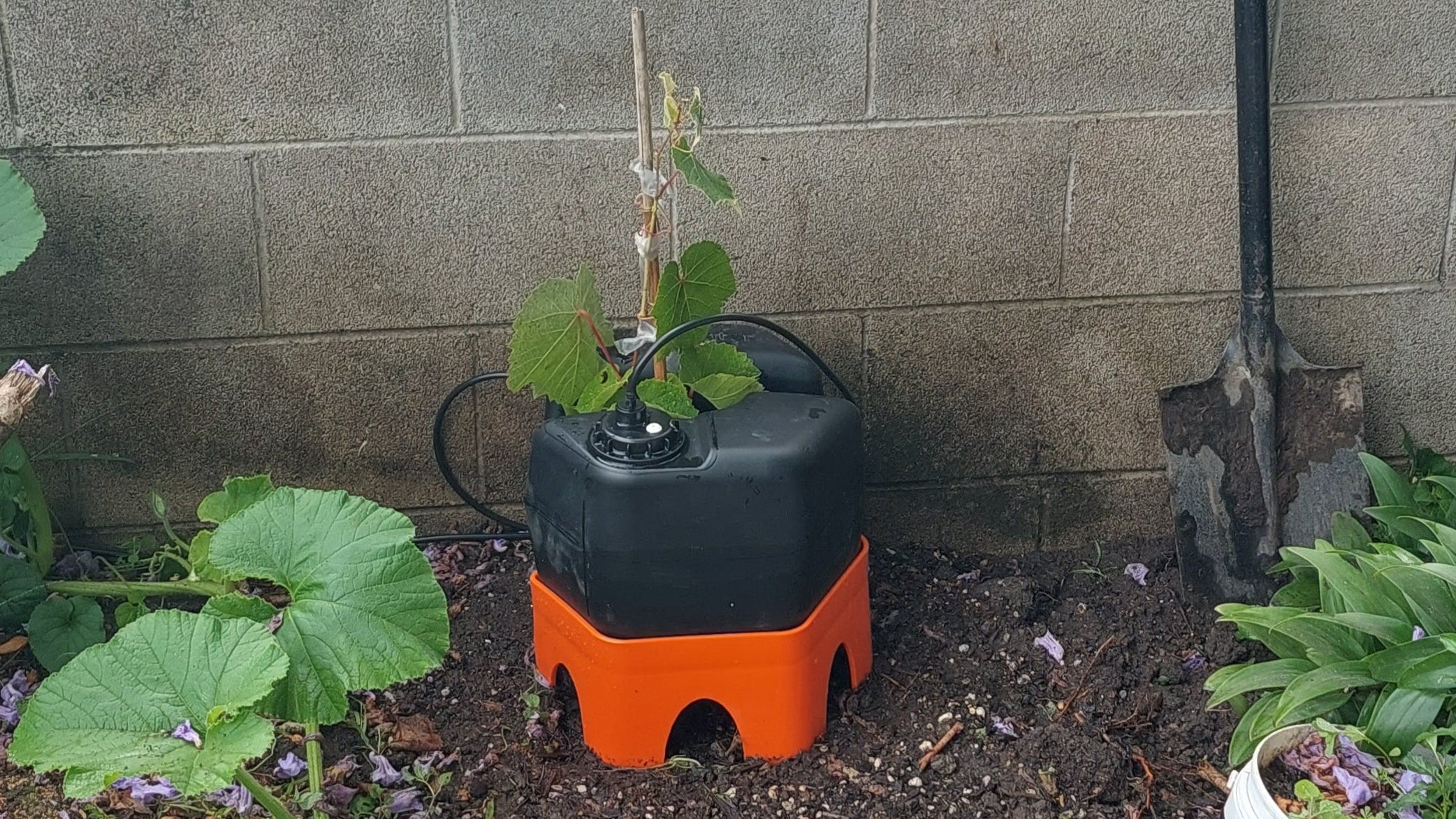 Gardening scene with a shovel, and a newly planted table grapevine being protected and nutured by H2Ortigator