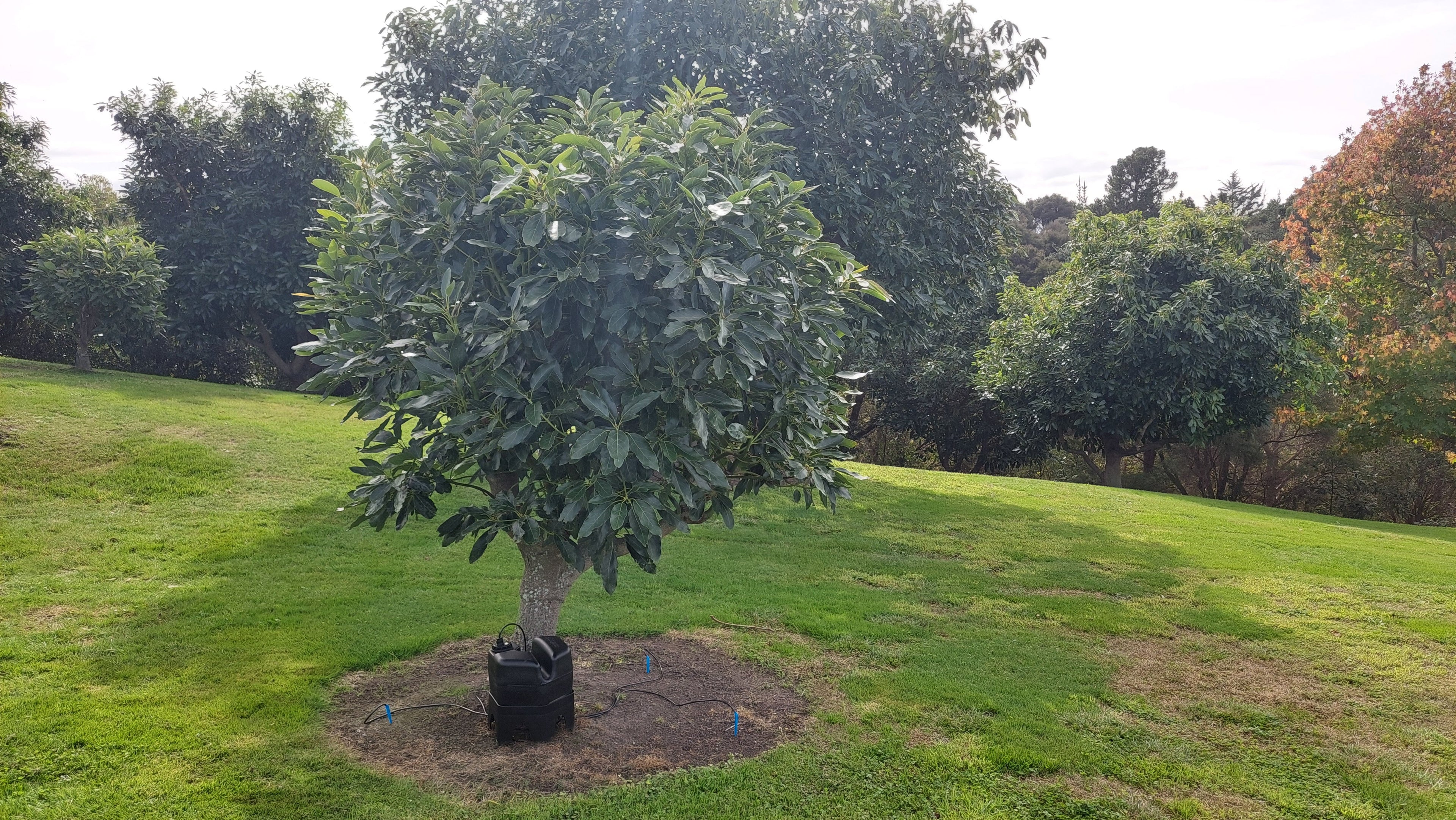 A large avocado tree amoung other trees with a h2ortigator unit