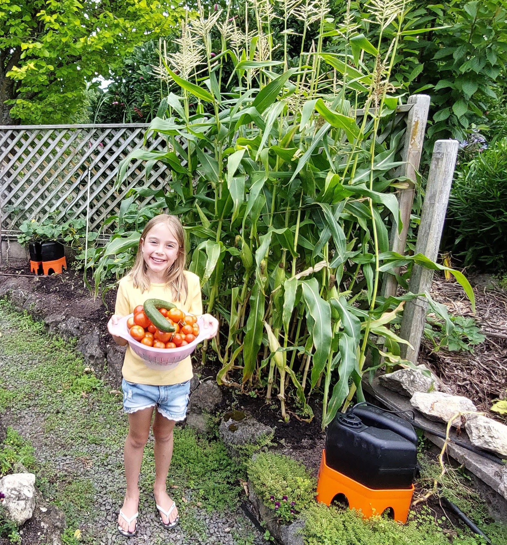 A child holding a container of tomatoes and cucumbers freshly picked from a h2ortigator watered garden. two h2ortigator units and corn plants are visble in the background