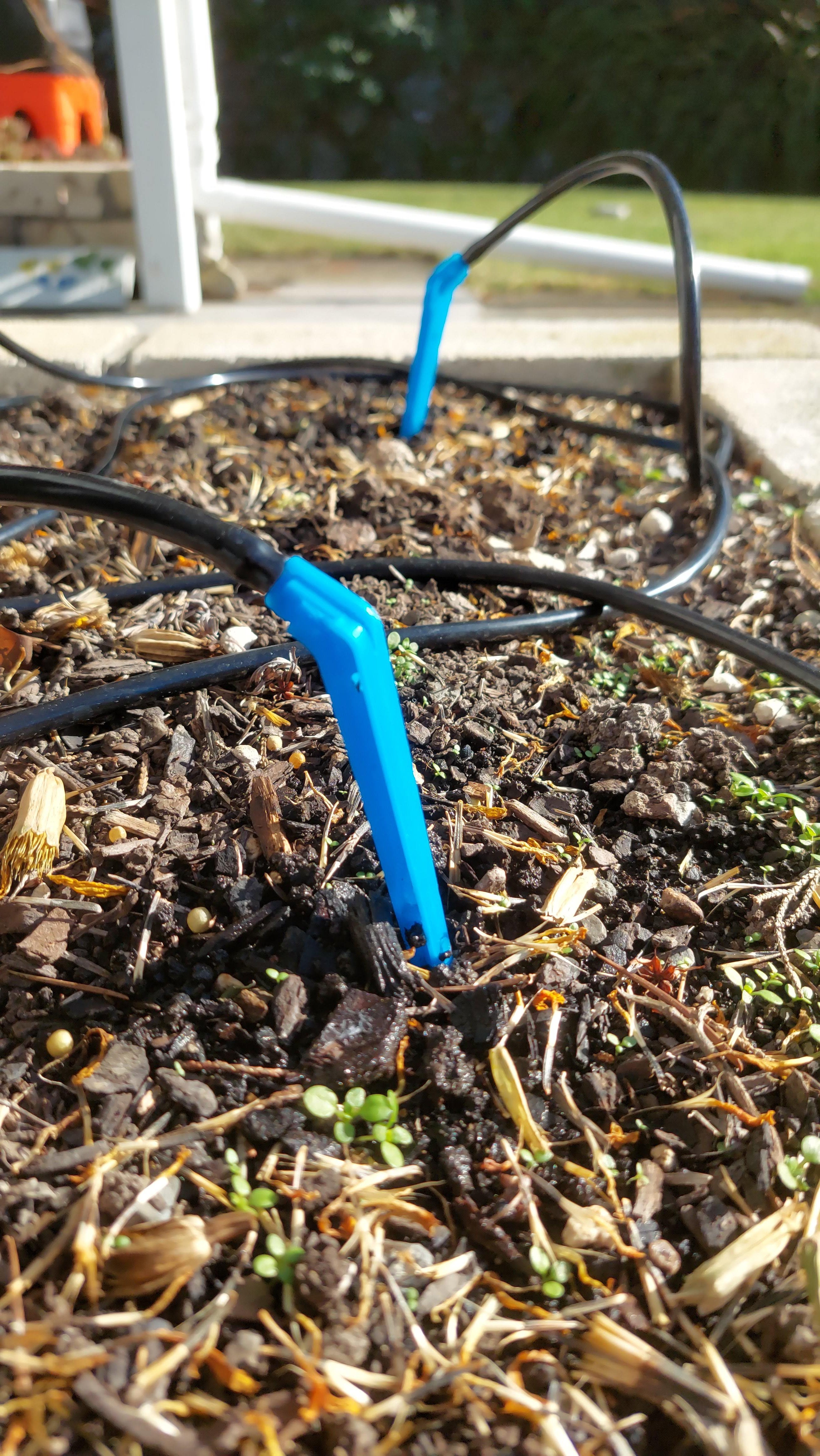 Close-up of a garden bed with black irrigation tubing and blue clips.