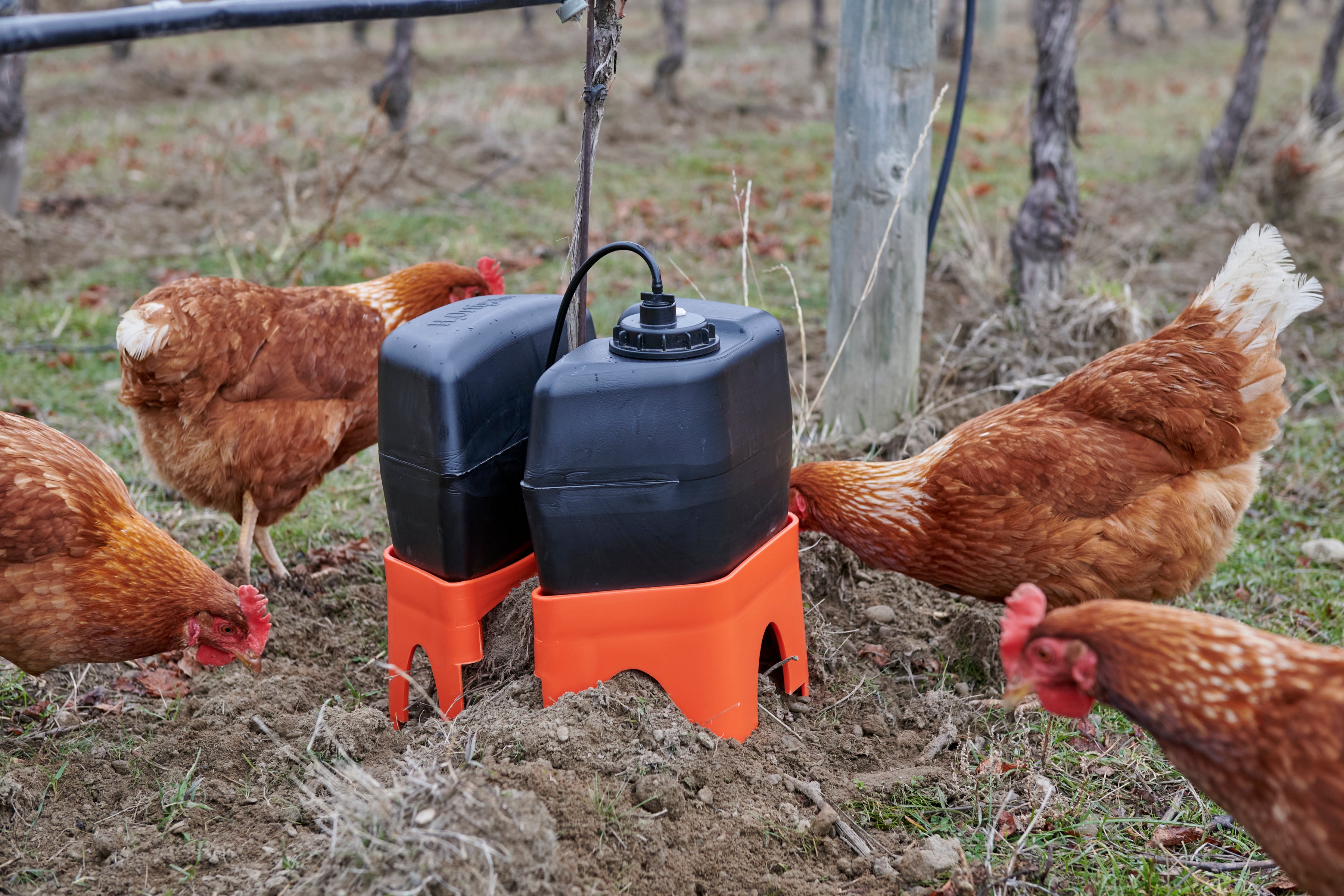 Chickens performing quality check on h2ortigator installation in an organic vineyard