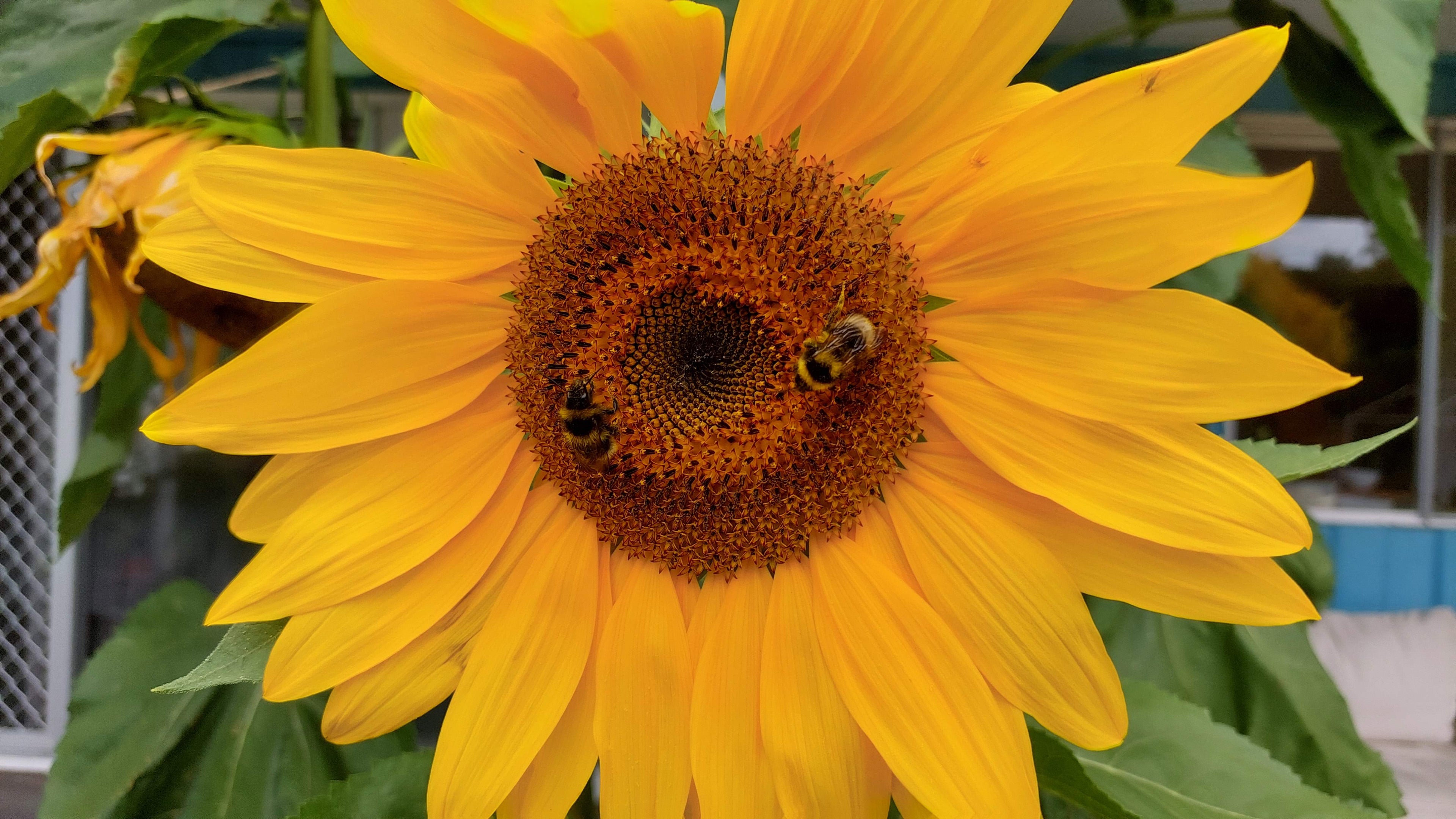 A large yellow sunflower with a bumblebee harvesting pollen