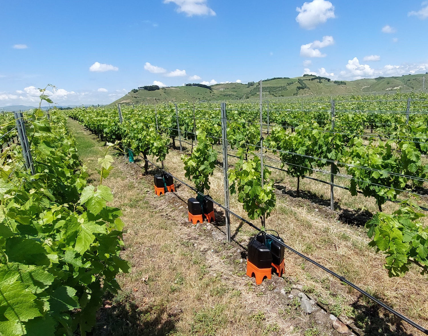 a line of h2ortigator pods caring for young garpevines in hawkes bays gimblett gravels premium growing region