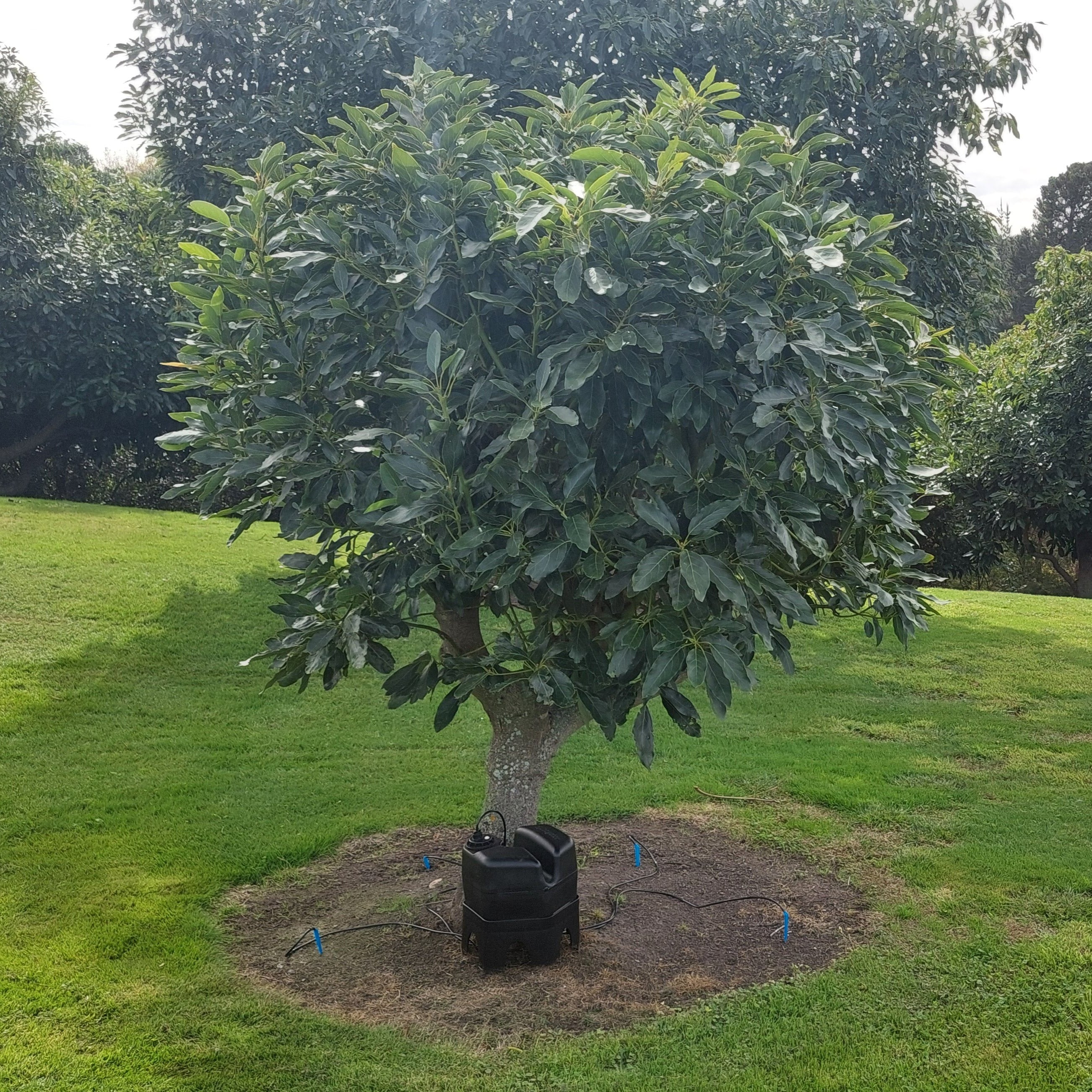 Large tree in a garden with grass and other trees in the background. A h2ortigator pod with the large tree expansion kit waters the tree