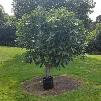 Large tree in a garden with grass and other trees in the background. A h2ortigator pod with the large tree expansion kit waters the tree