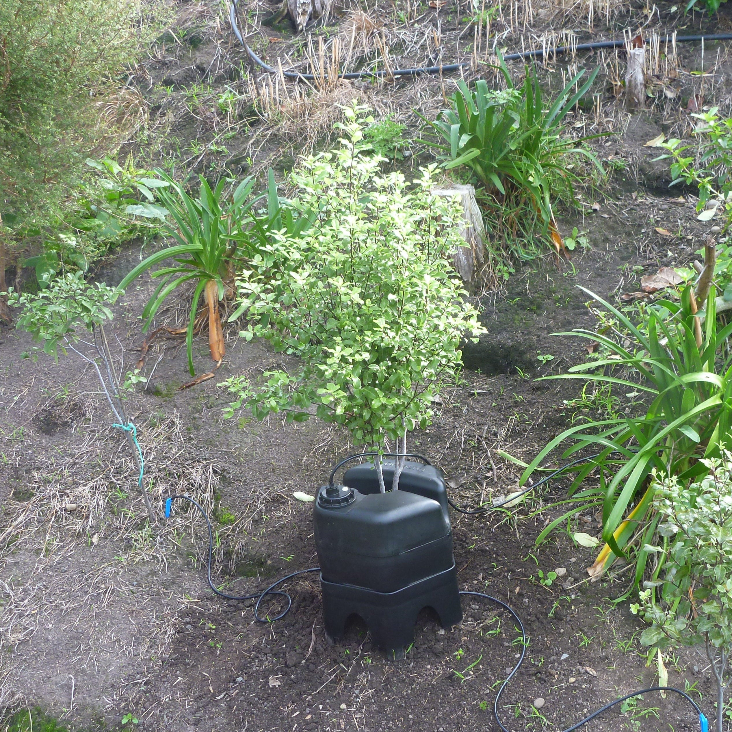 a native tree being irrigated and protected by h2ortigator on a bank in a garden