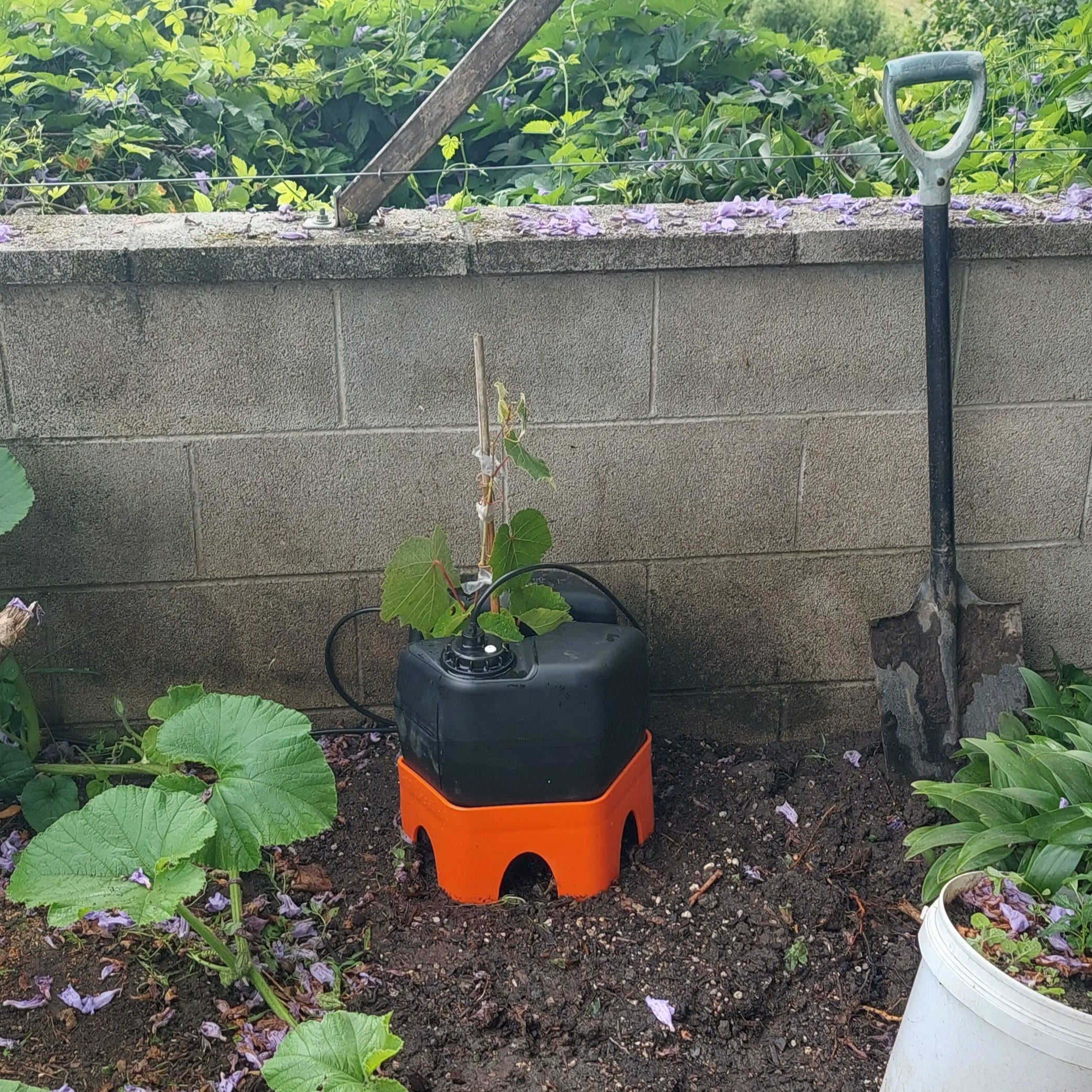 establishing-grapevine-in-home-garden-being-nourished-by-H2Ortigator