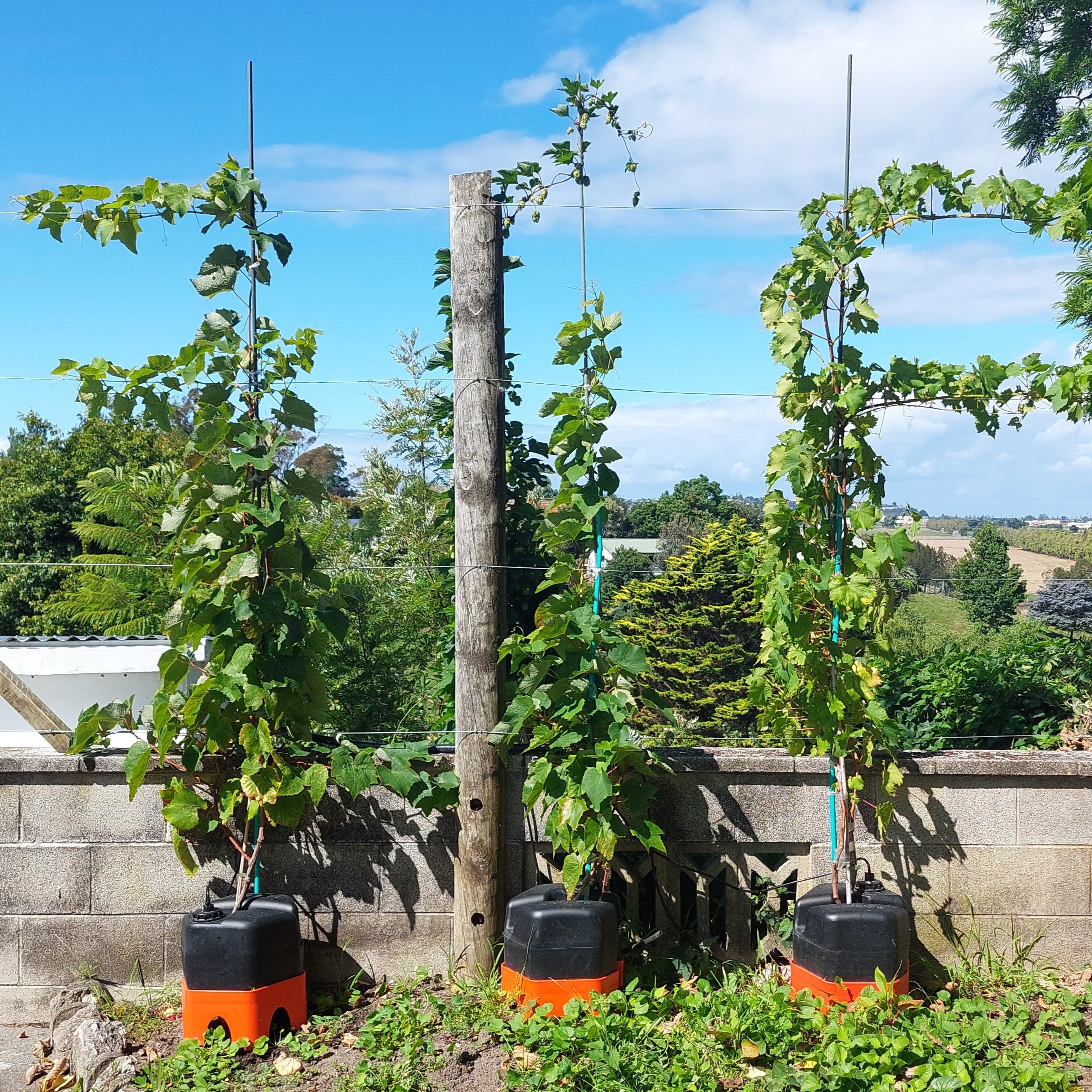 Grapevines trained on a trellis with H2Ortigator pods caring for them and a scenic background of trees and buildings.
