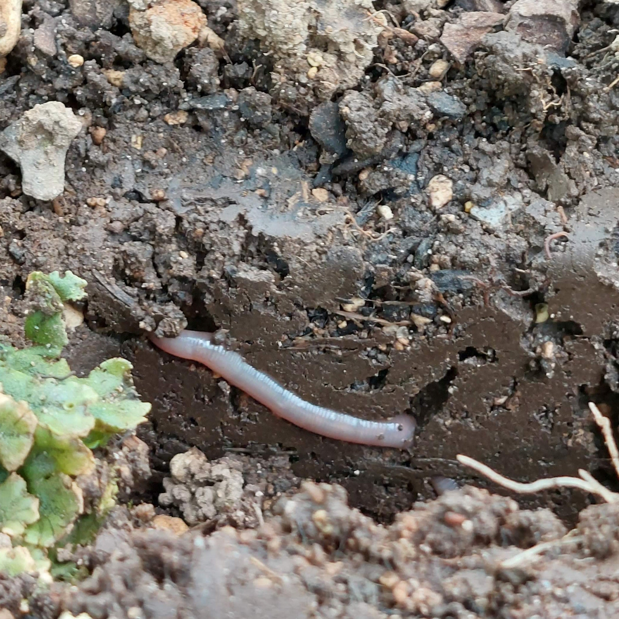 A worm makes it way through soil perfectly moistened by a h2ortigator pod