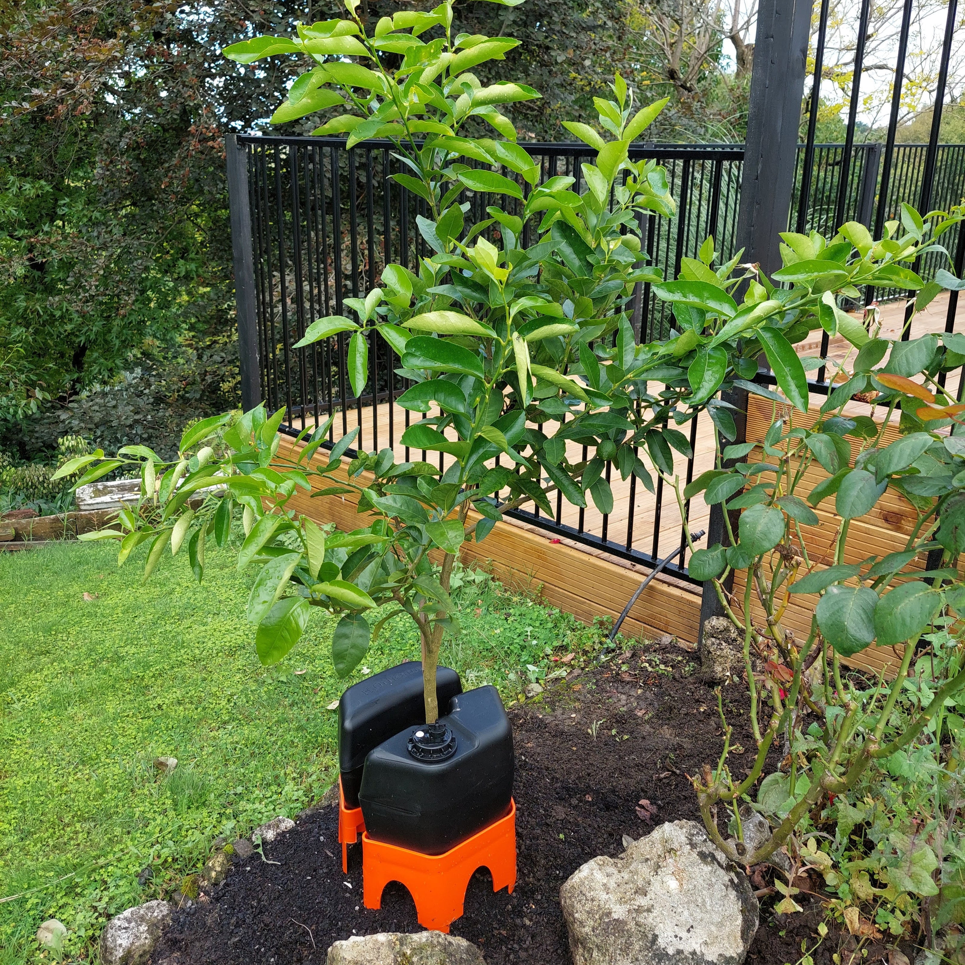 a healthy lime tree being irrigated by a h2ortigator pod in a home garden