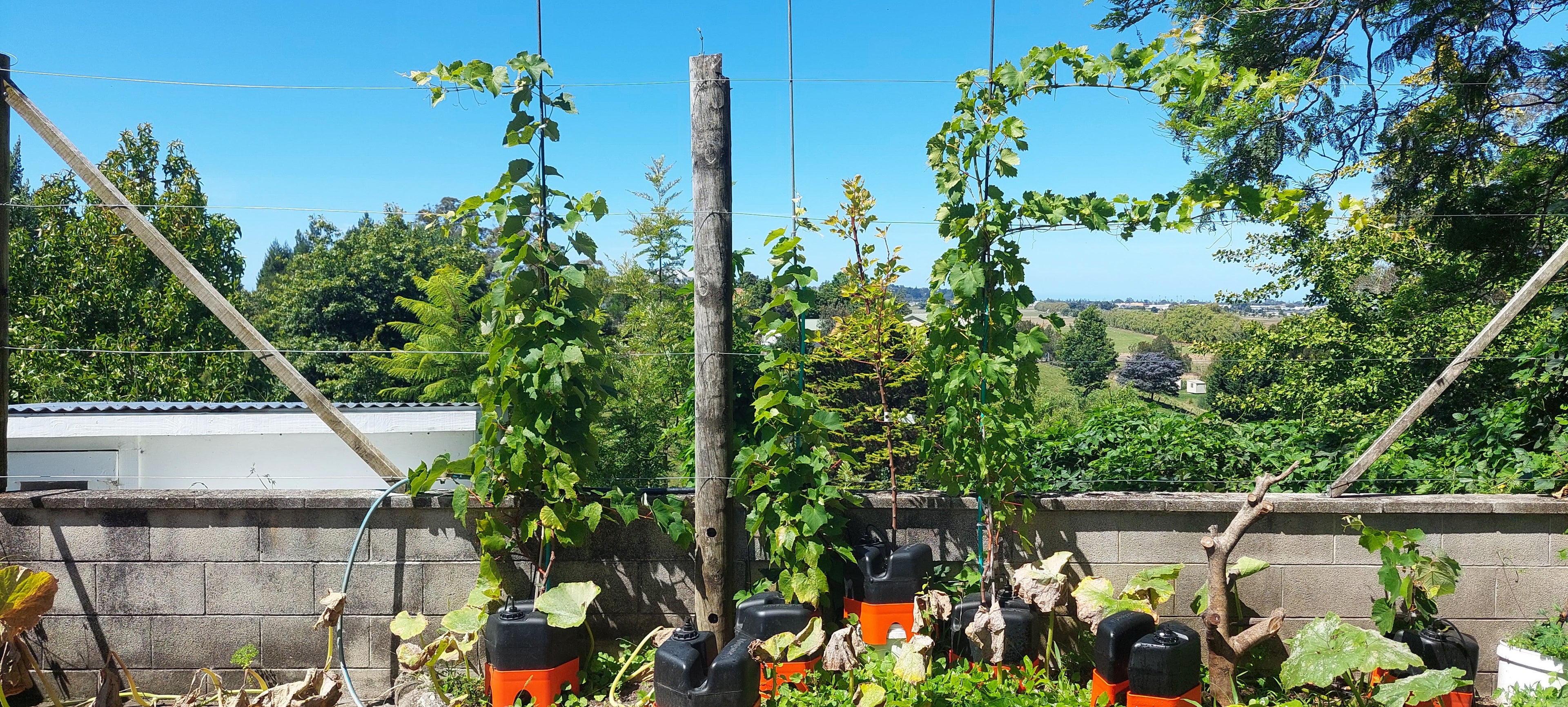Grapevines and a vegetable garden with plants and h2ortigator pods against a backdrop of trees and clear sky