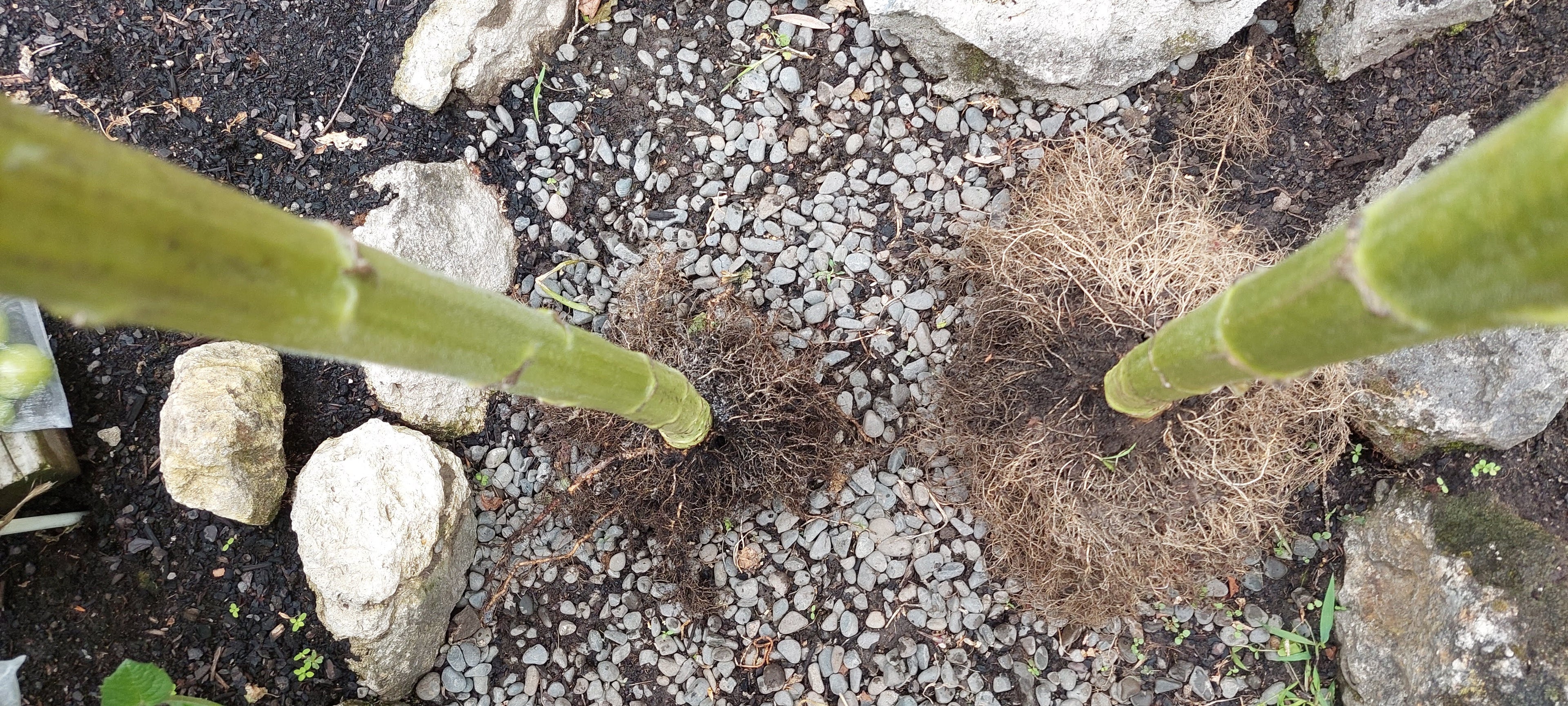Two sunflower plant roots on display. H2Ortigator roots are twice as big