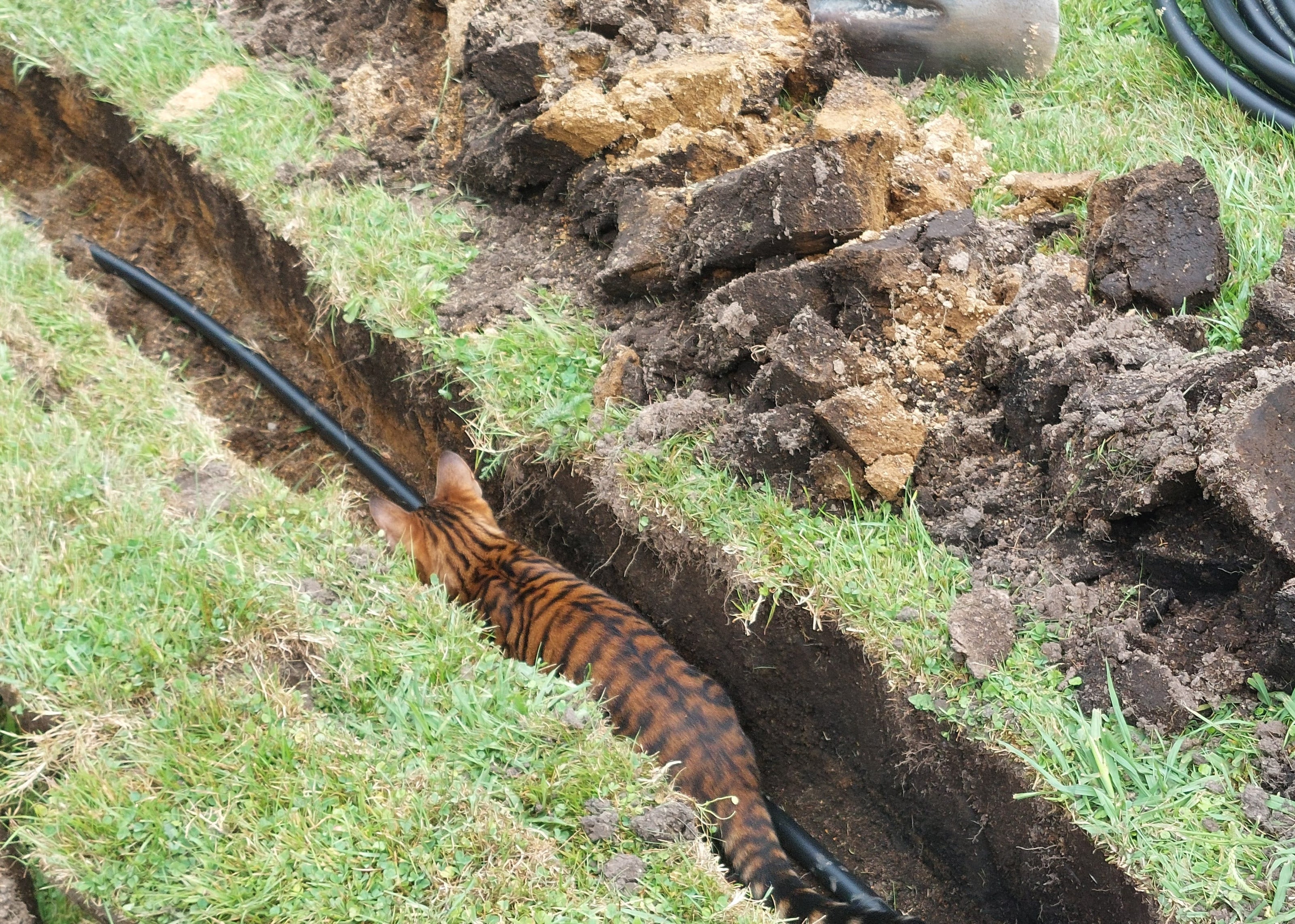 a cat in a trench dug for irrigation lines