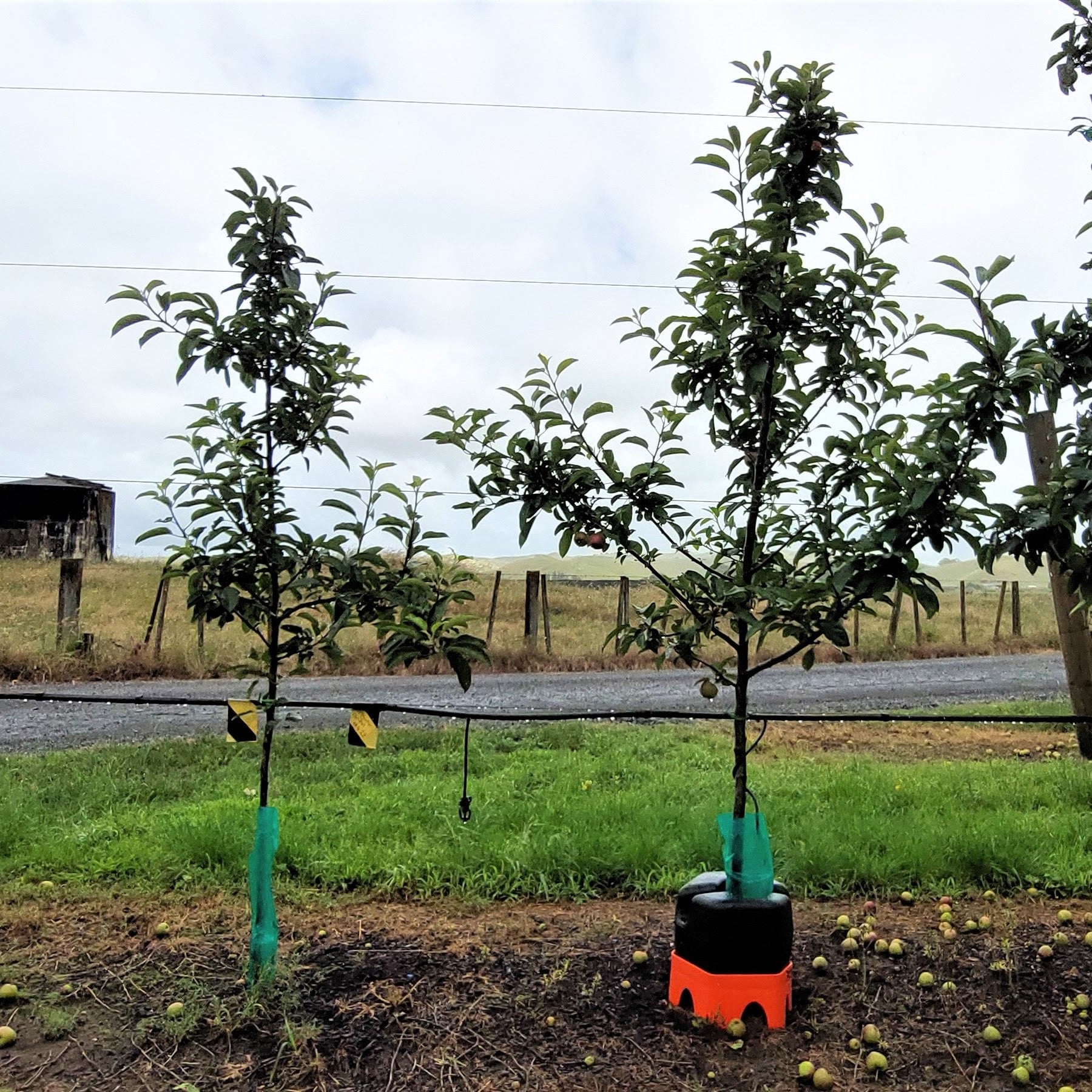 A growth comparison of two young trees in a field with a fence and sky in the background. One is large and has a H2ortigator unit on it and the other is less than half its size