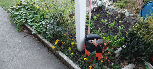 A vegetable garden growing various fresh edible veges with a H2Ortigator pod