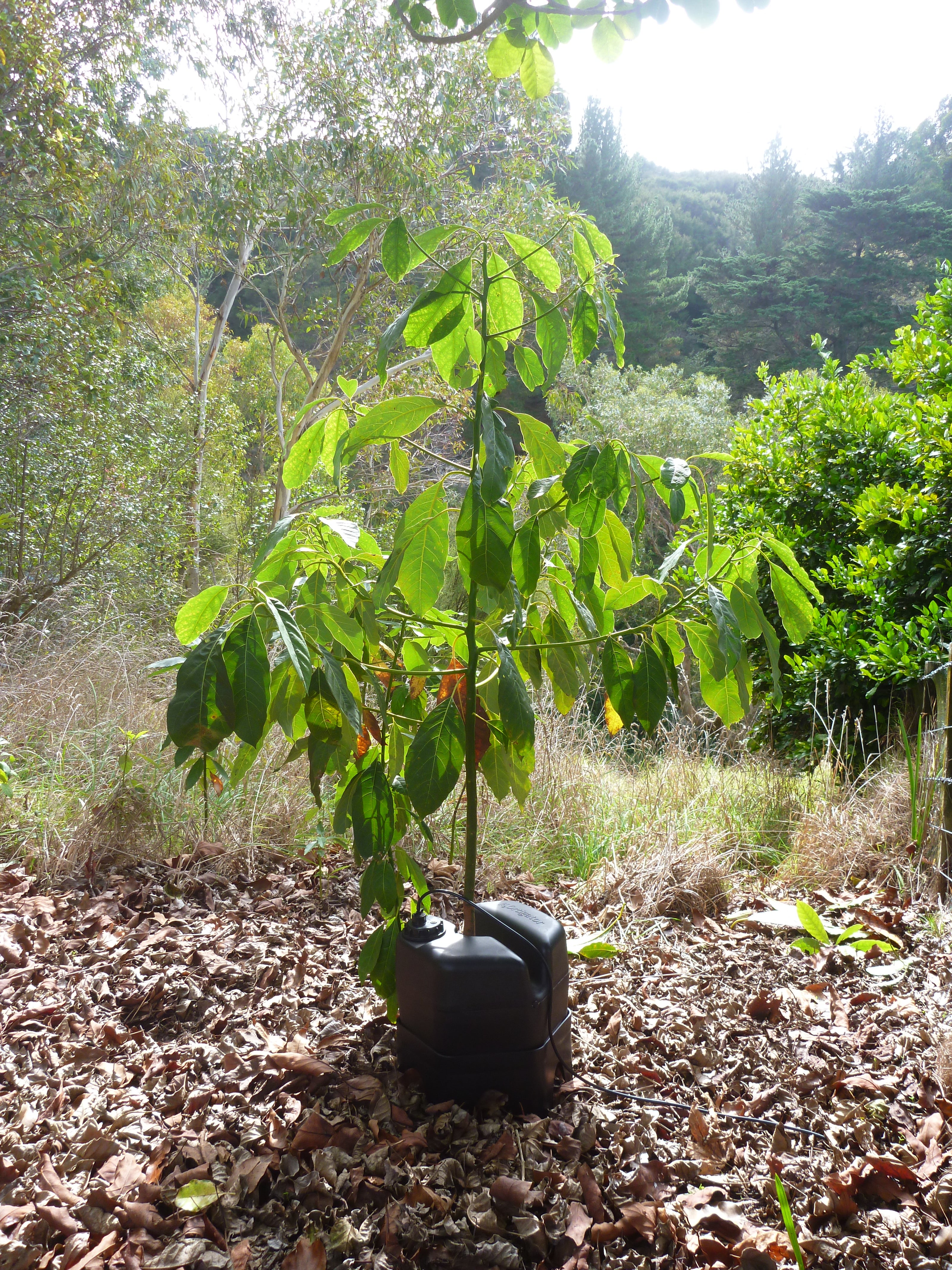 A young avocado tree in leaf litter with a h2ortigator pod