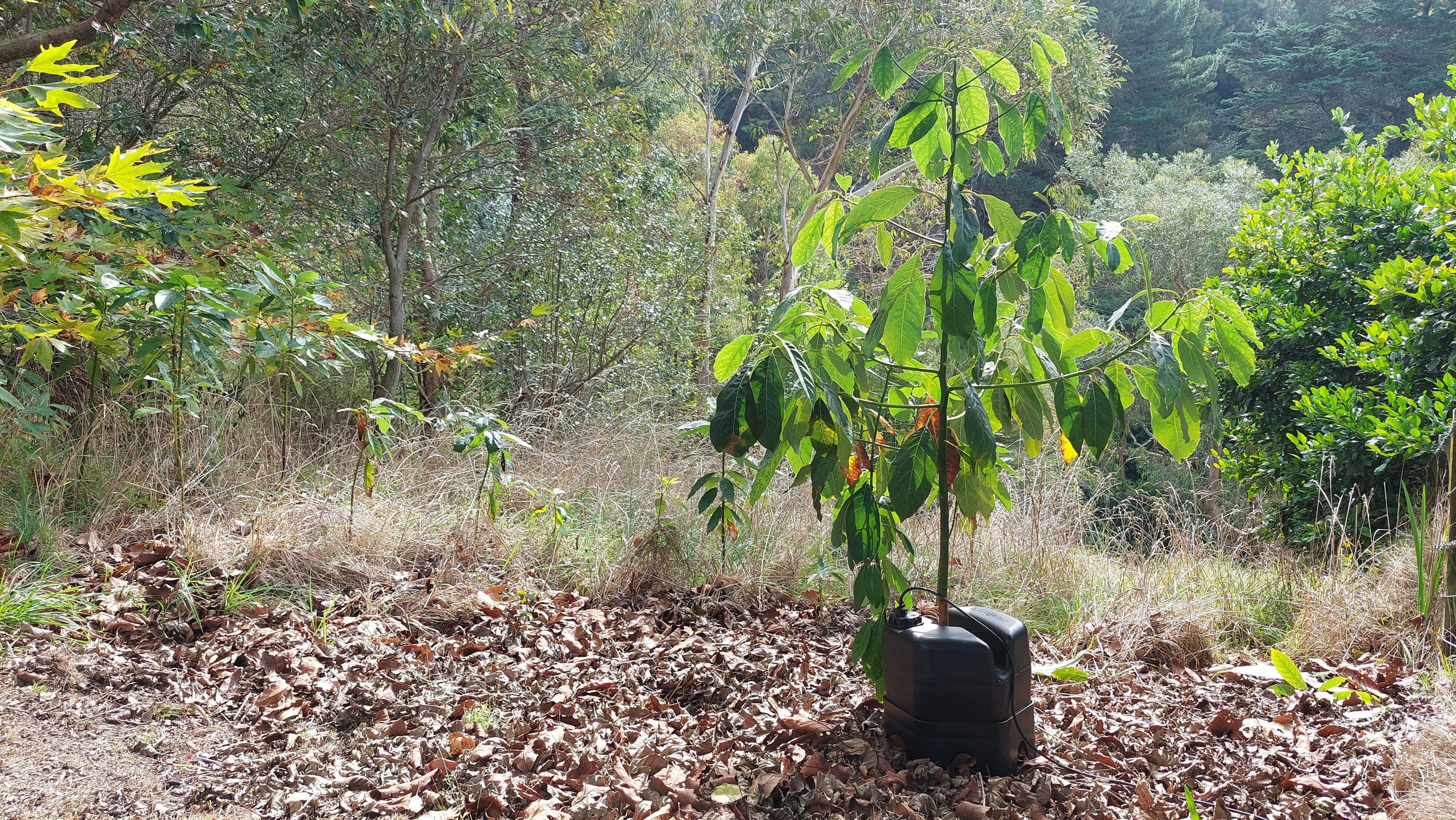 A young avocado tree in leaf litter with a h2ortigator pod providing protection