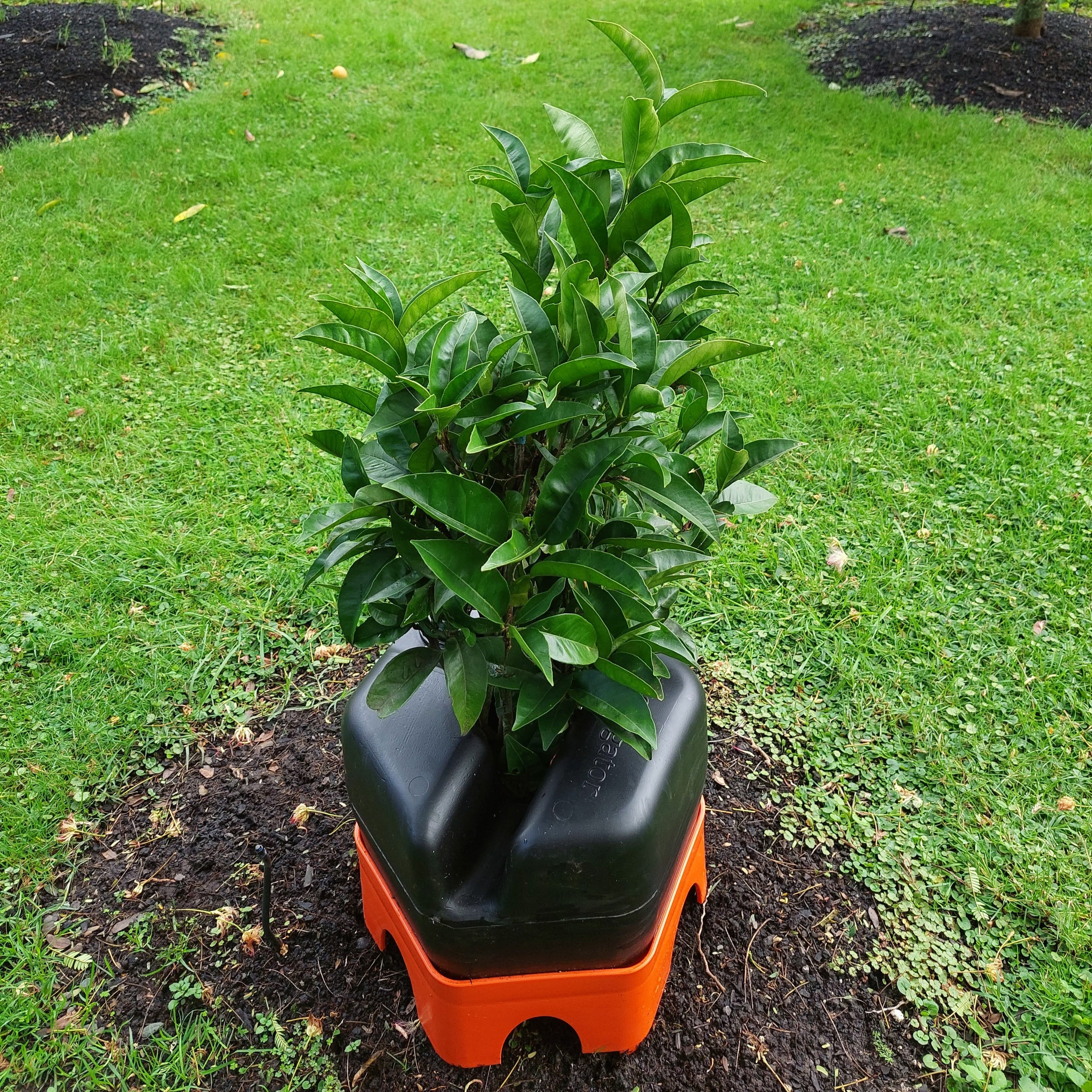 A young mandarin tree growing welll with a H2Ortigator pod in a home garden with a green lawn in the background