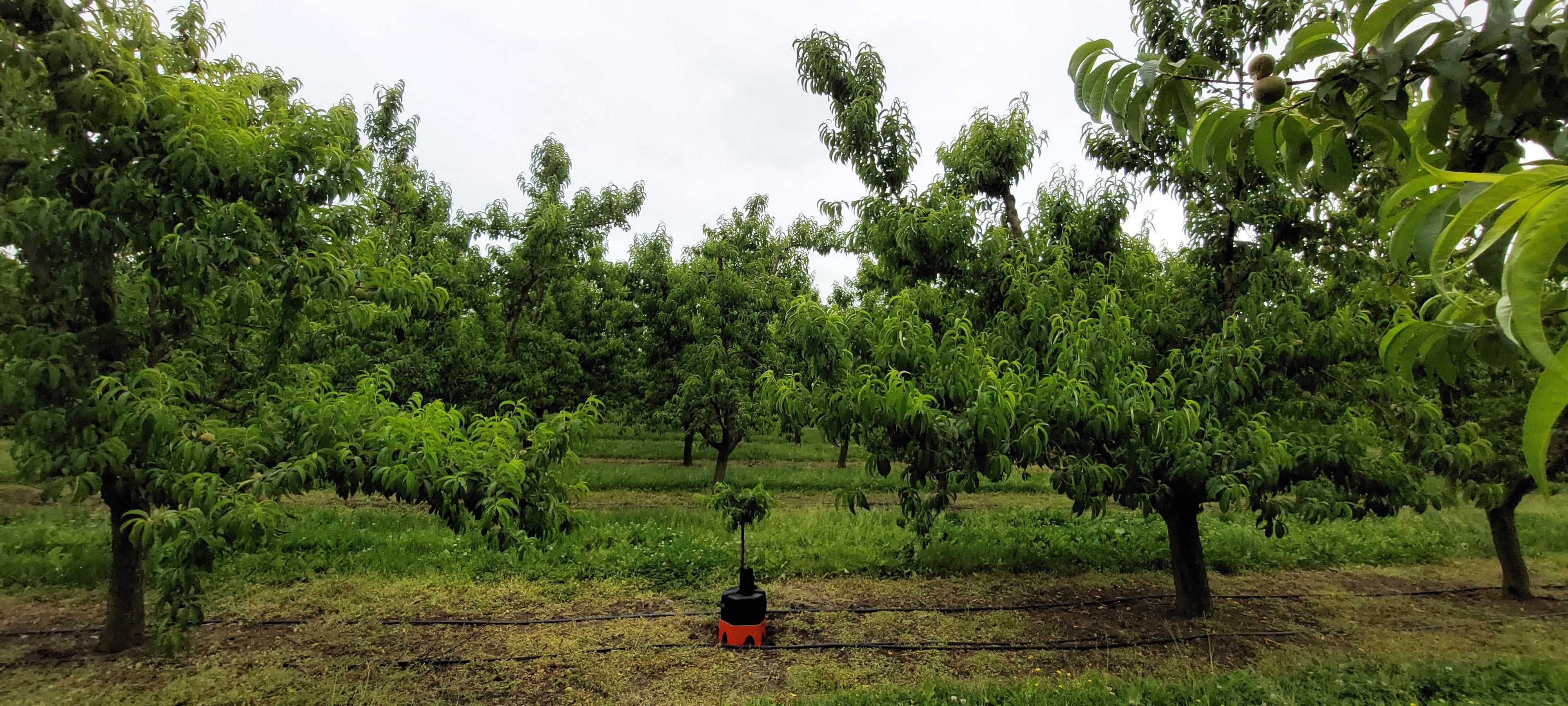 A young peach tree with a h2ortigator unit sits amoung large peach trees in an orchard